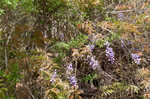 Japanese wisteria